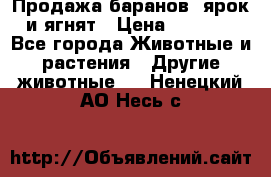 Продажа баранов, ярок и ягнят › Цена ­ 3 500 - Все города Животные и растения » Другие животные   . Ненецкий АО,Несь с.